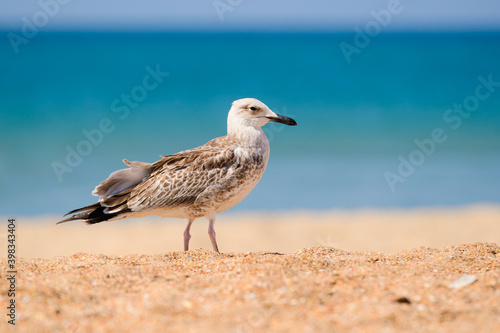 Beautiful seagull on the seashore. Portrait of a seagull on the beach. © Nikita