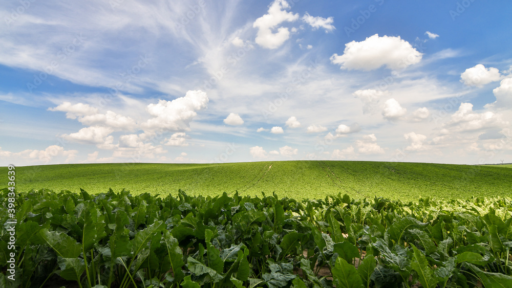 Agricultural scenery of of sweet sugar beet field, with blue sky background. Selective focus. Copy space. Agricultural scenery of of sweet sugar beet field, with blue sky background. Selective focus. Copy space.