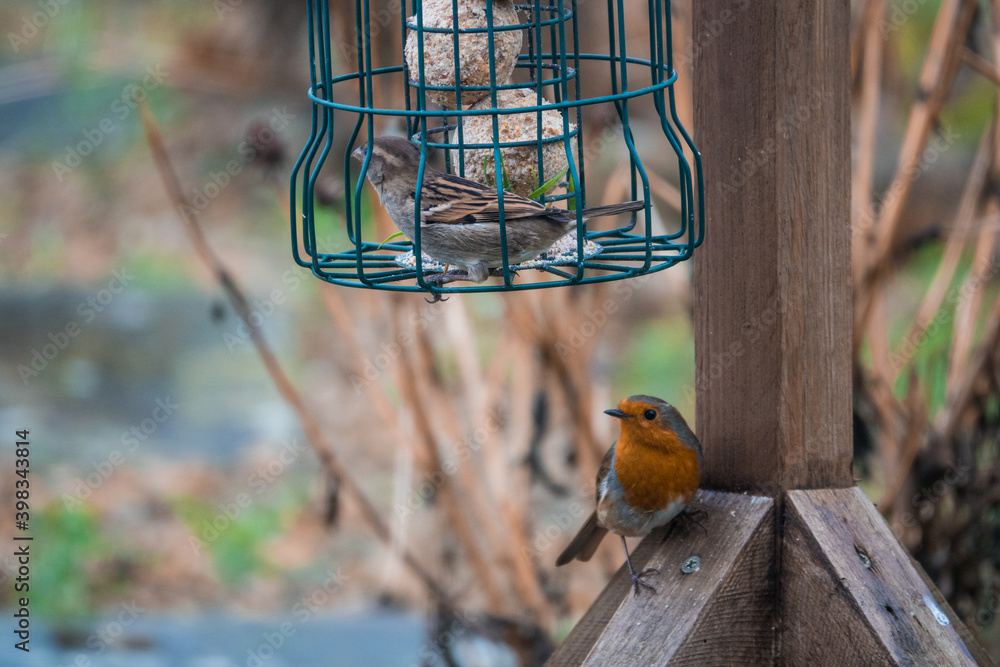 Fototapeta premium robin redbreast in looking at a bird feeder cage