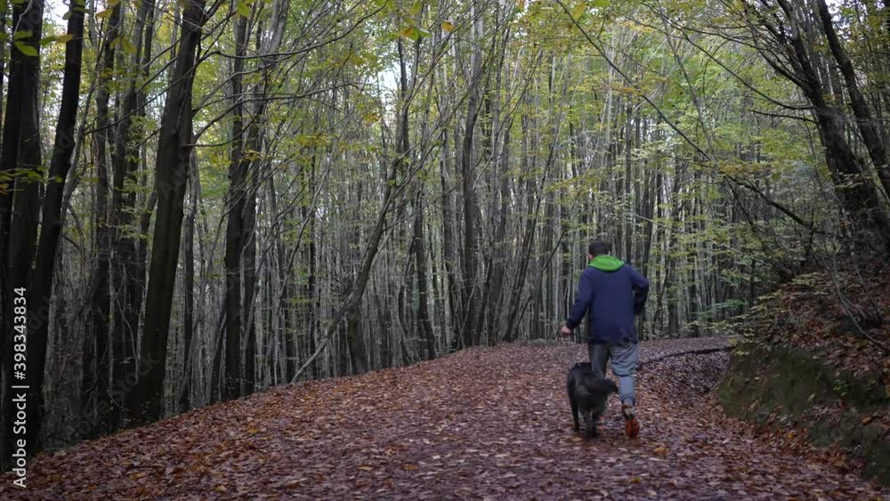 person walking in the woods with black dog person walking in the woods with black dog