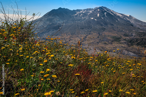 Fototapeta Naklejka Na Ścianę i Meble -  Wildflower Views of Mt St Helens, Mt St Helens National Volcanic Monument, Washington state