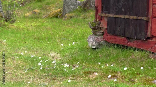 Wood anemones and old wooden house in springtime