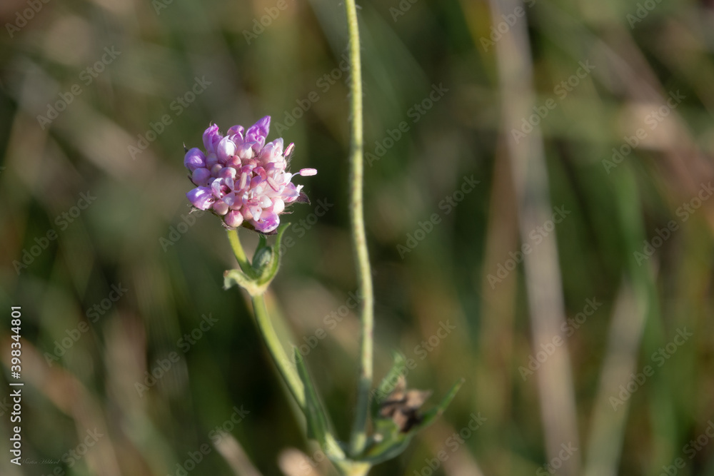 beautiful single pink flower beautiful single pink flower