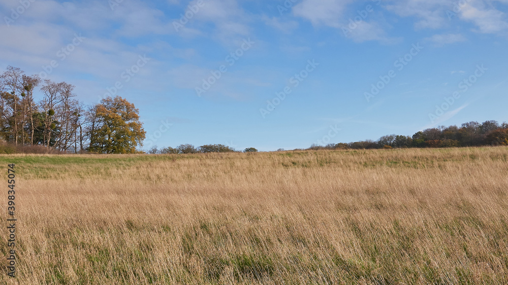 landscape with grass and sky