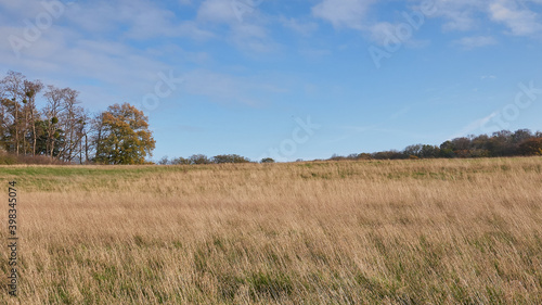 landscape with grass and sky