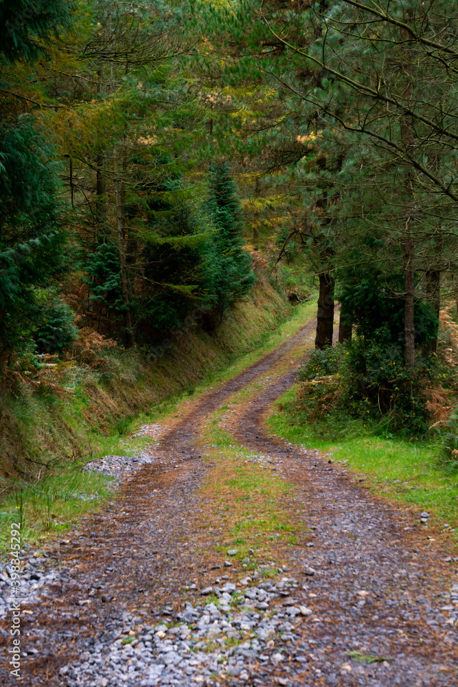 Obraz premium Path into the forest