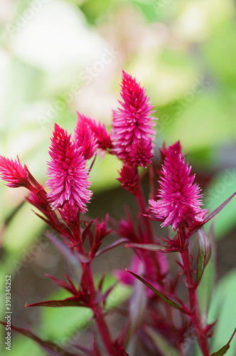 Bright and blooming, taken with macro lens