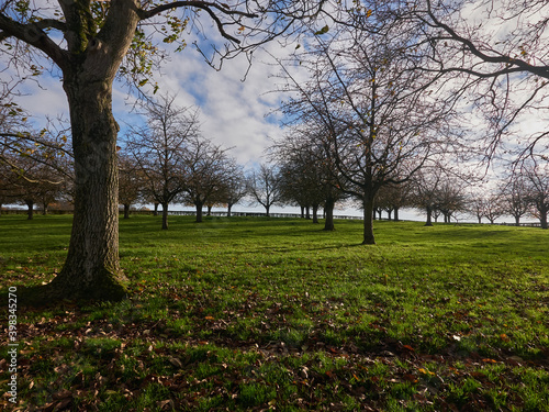 trees in the park