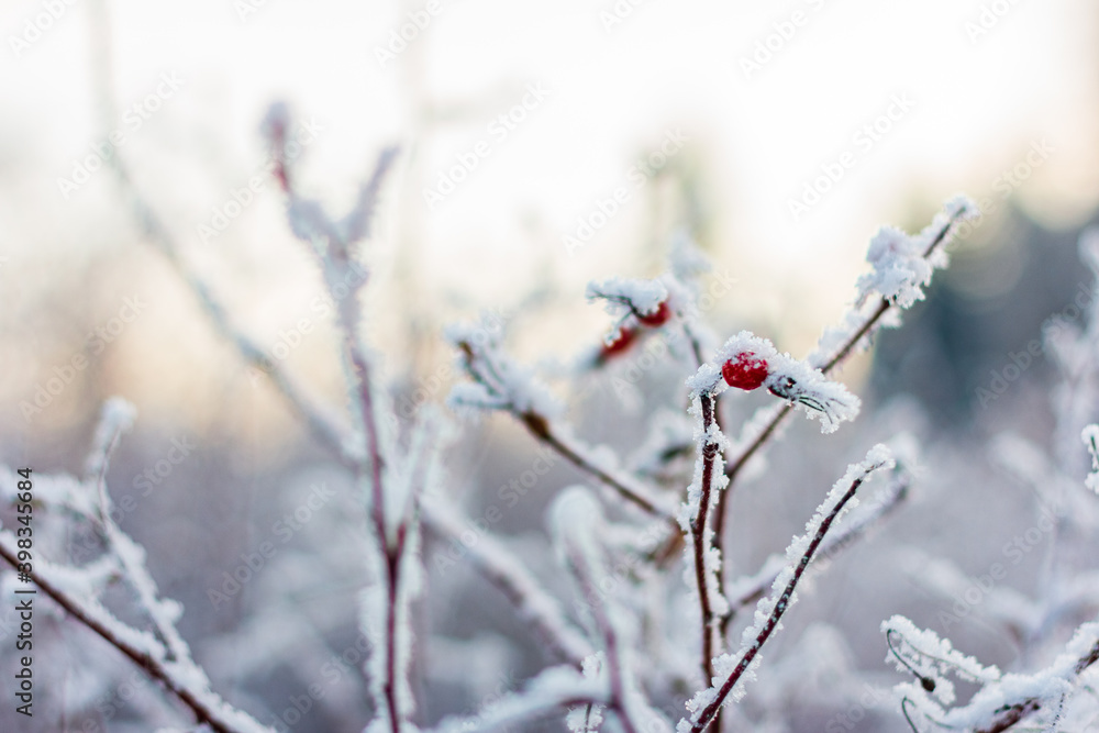 Hoarfrost dog-rose bush