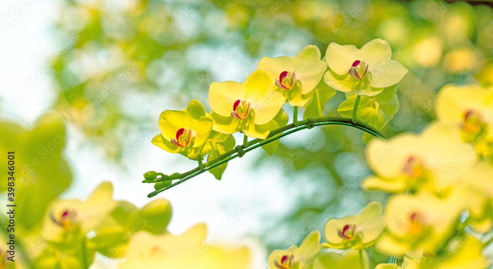 Obraz premium Orchid
