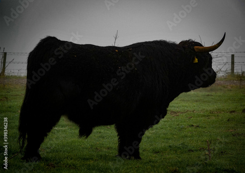 large black scottish highland cattle bull with horns