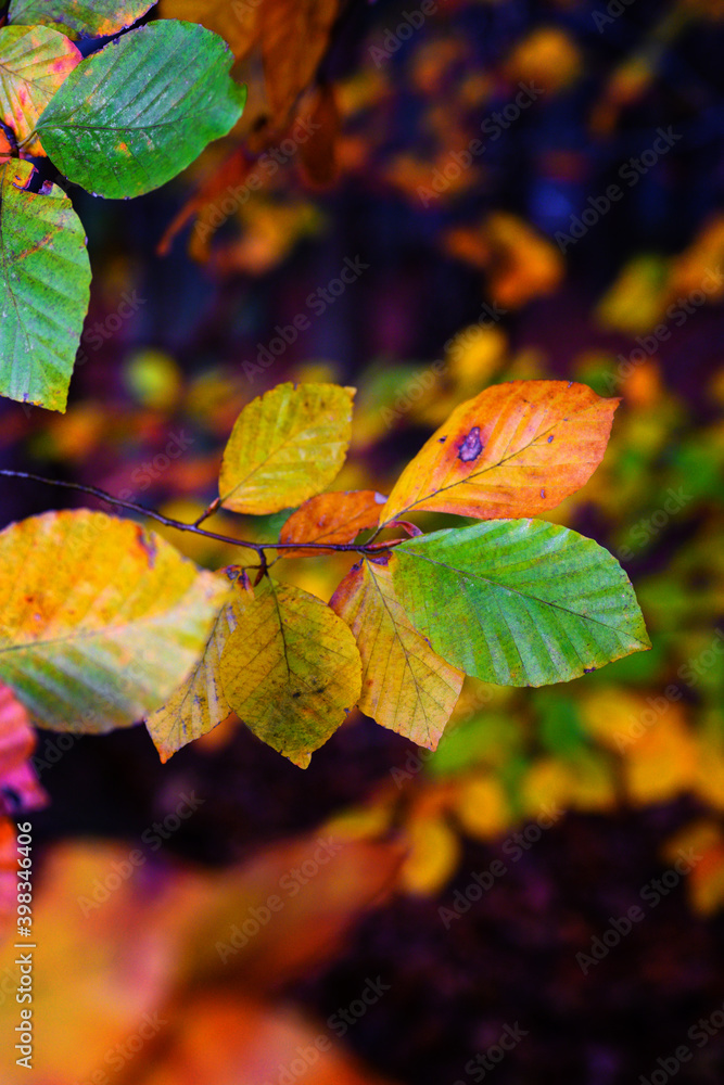 Obraz premium Close-up of colorful beech leaves on a twig.