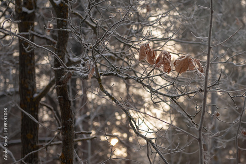 Several dry oak leaves hanging from a frosty branch.