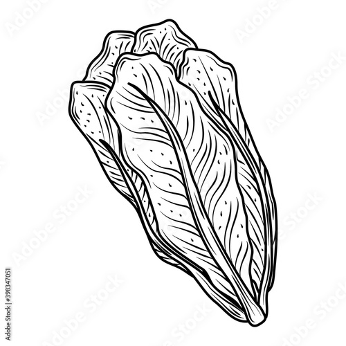 vegetable lettuce leaves fresh organic food, hand drawn style icon