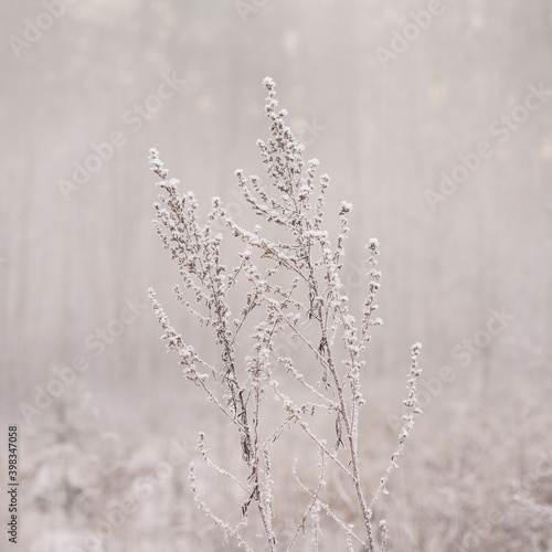 Two snow-covered dry ragweed branches © Larisa