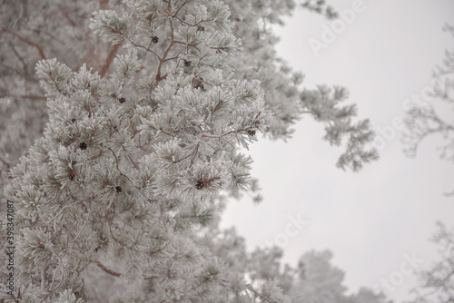 Silver frost on pine needles