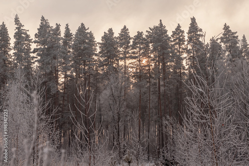 The setting sun behind the frosty winter pines.