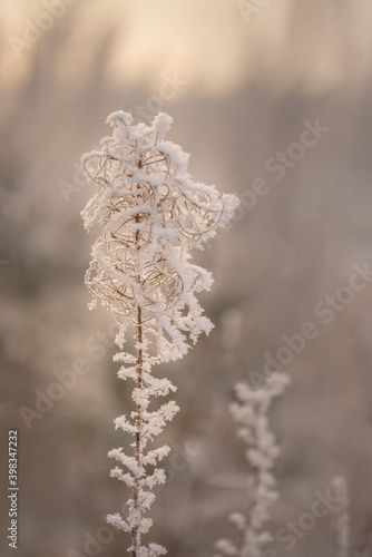 A dry snow-covered flower that looks like curls.