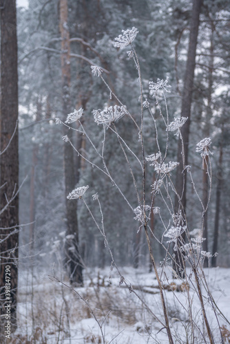 Tall dry hogweed, all covered with frost, against the background of a winter snow-covered forest