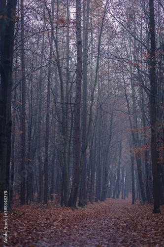 Poranek w jesiennym lesie spowitym mgie  k    2