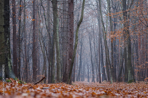 Fototapeta Naklejka Na Ścianę i Meble -  Poranek w jesiennym lesie spowitym mgiełką #1