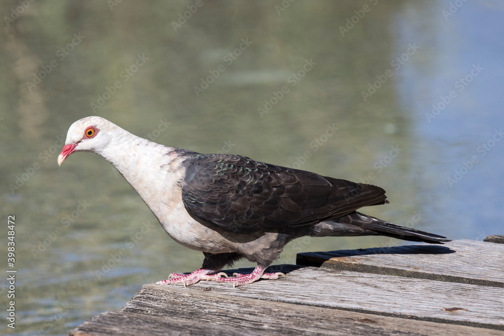 Obraz premium White-headed Pigeon