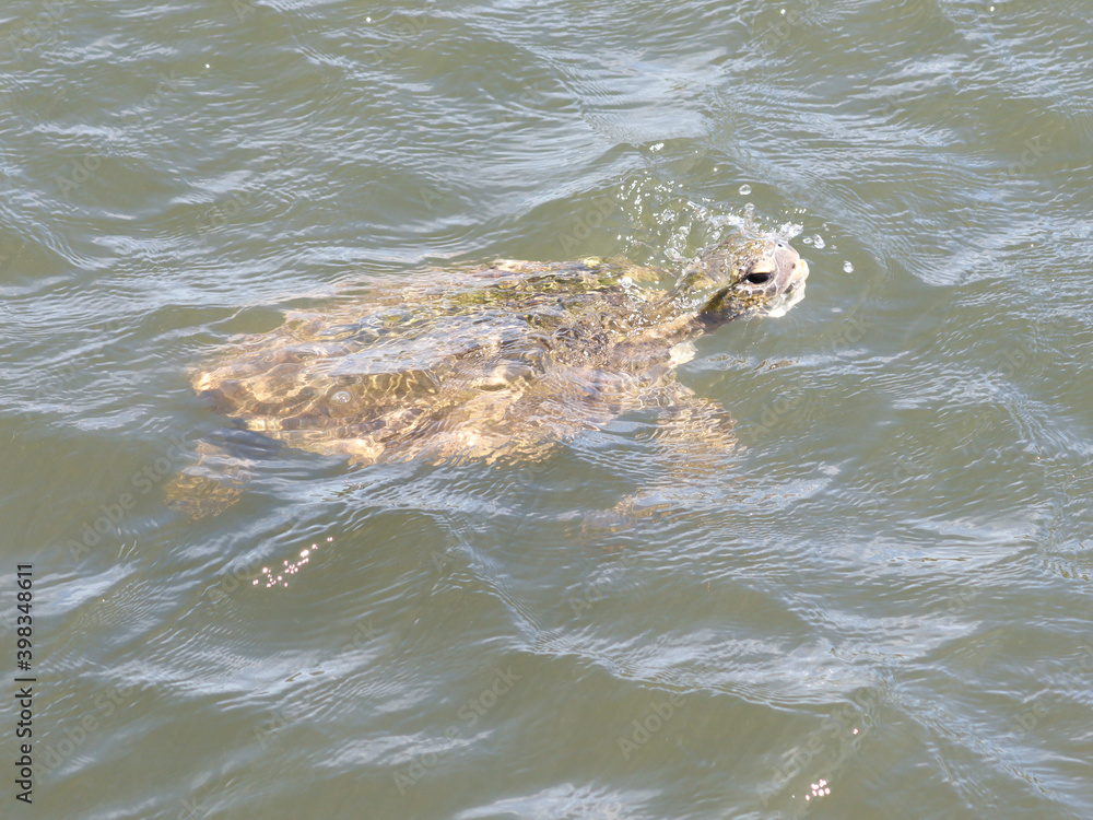 Fototapeta premium turtle swimming in the sea