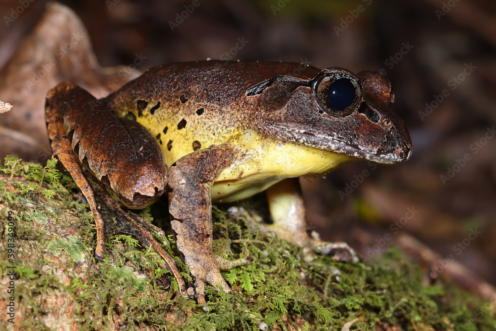 Naklejka premium Fleay's Barred Frog resting on rainforest floor