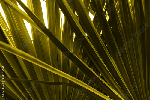 Abstract textural background of palm leaves. Natural pattern from tropical leaves.