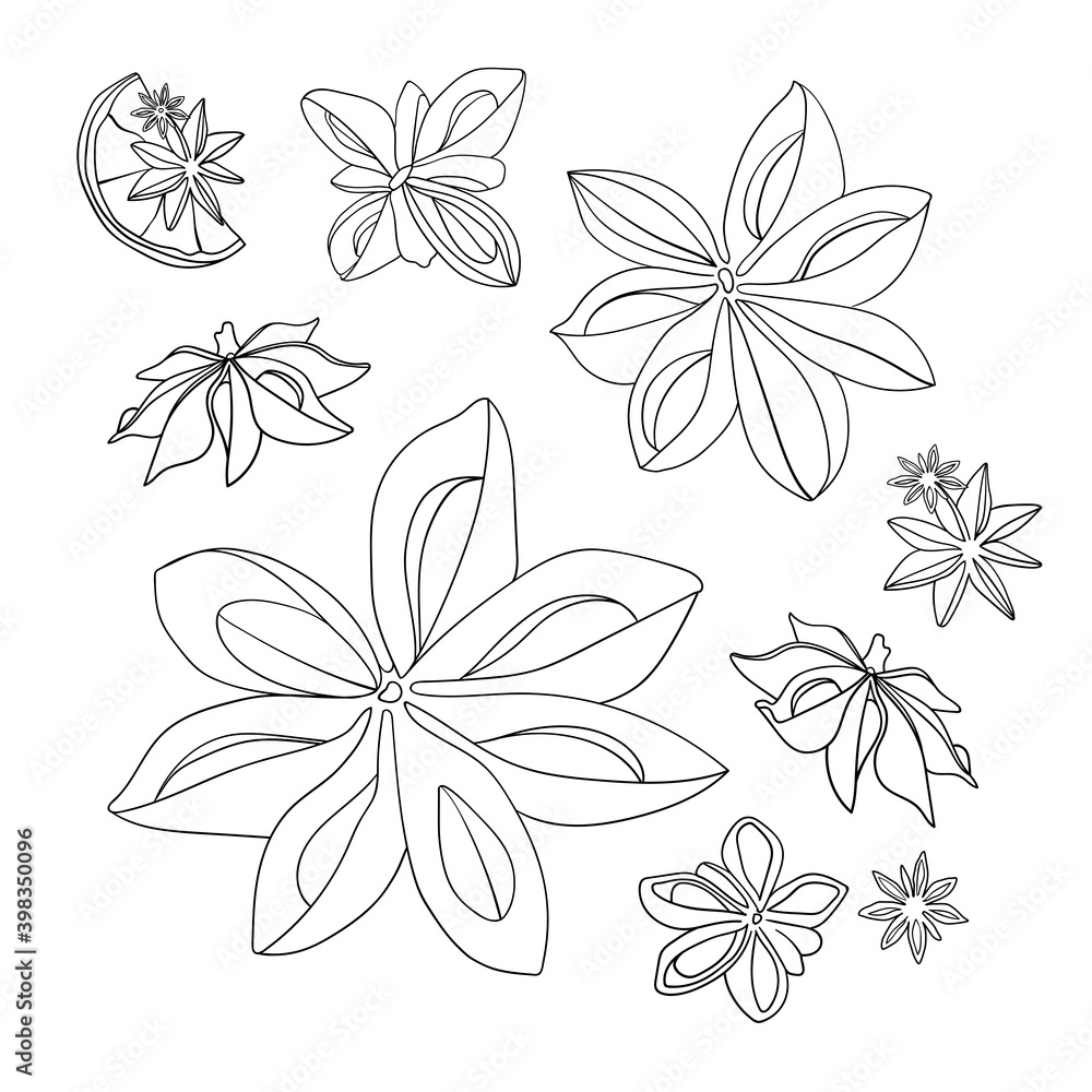 Star anise Clipart. Anise Set on white background. Line Art Spices for Mulled Wine. Badian
