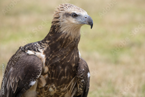 Captive Juvenile White-bellied Sea Eagle