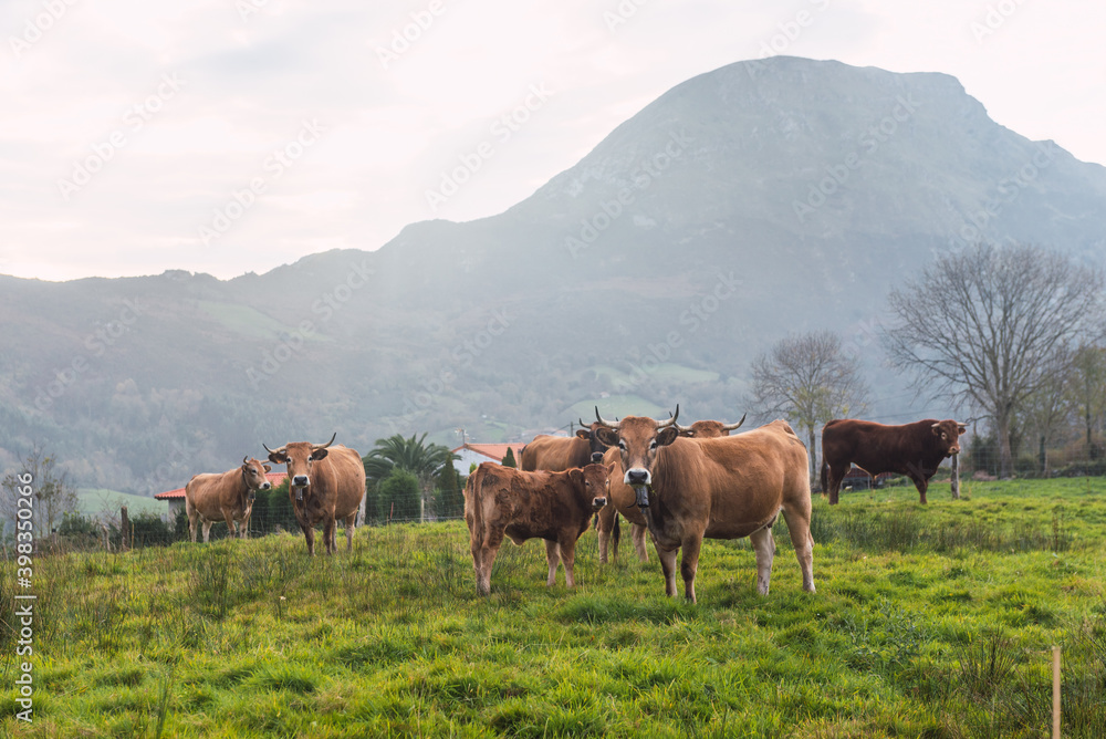 Group of curious cows with a calf grazing in the field. extension and sustainable livestock. rural life.