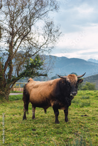 beautiful bull grazing in a field in Asturias. the peaks of europe in the background.