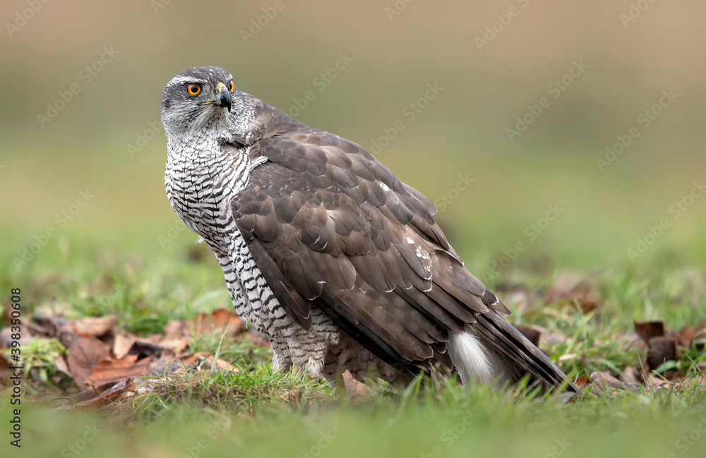 Northern goshawk ( Accipiter gentilis ) close up Northern goshawk ( Accipiter gentilis ) close up