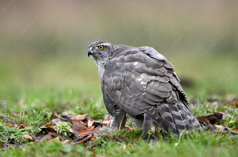 Fototapeta premium Northern goshawk ( Accipiter gentilis ) close up