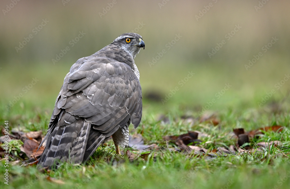 Northern goshawk ( Accipiter gentilis ) close up Northern goshawk ( Accipiter gentilis ) close up
