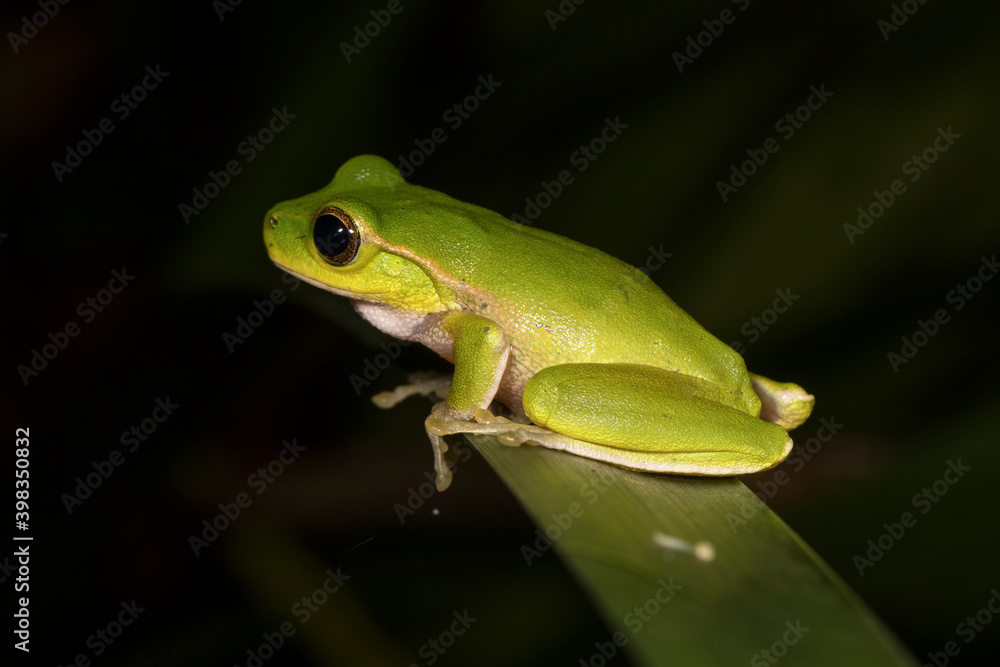Mountain Stream Frog resting on Lomandra leaf