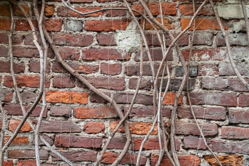 Shabby brick wall covered with vine texture background