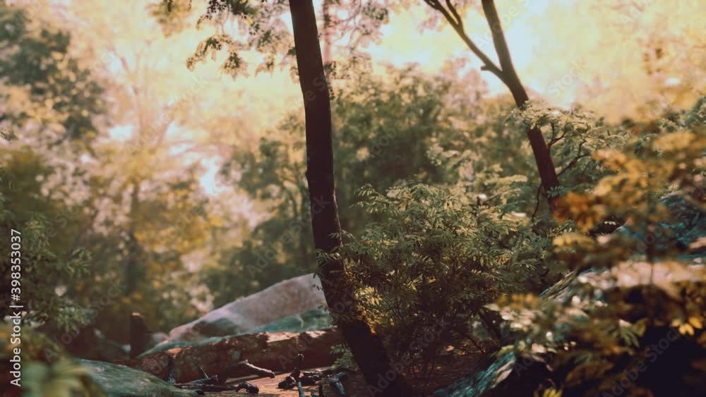 Fog in the mysterious rainforest