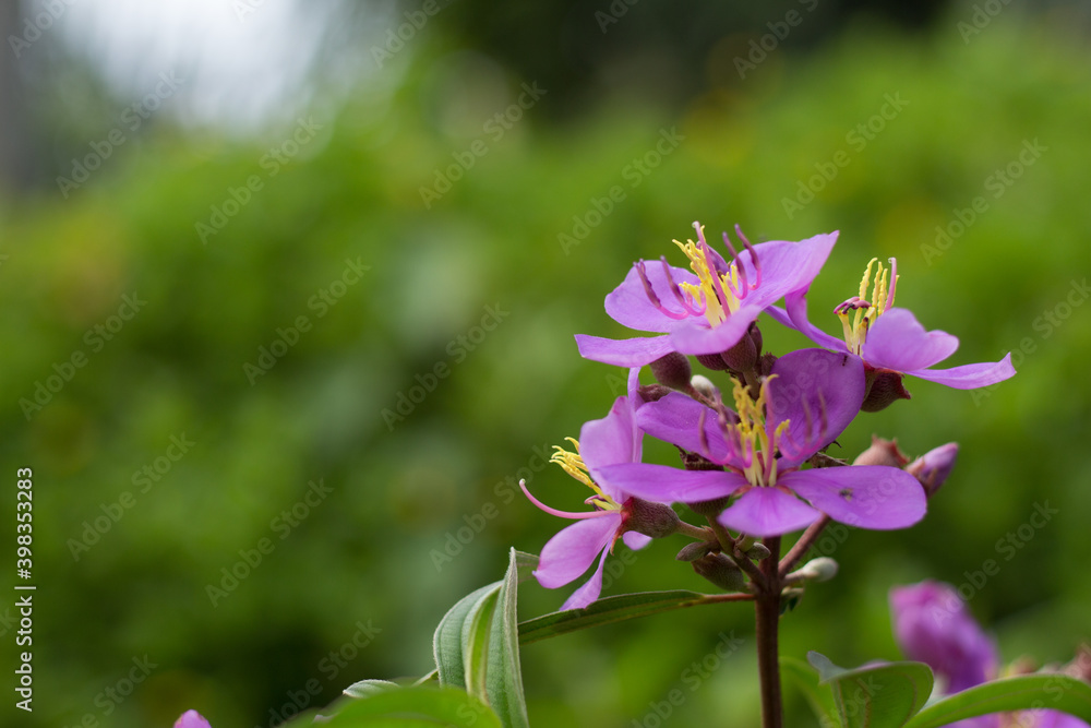 Senggani or Melastoma candidum flower is blooming. Senggani or Melastoma candidum flower is blooming.