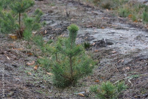 row of small green pine trees on gray sand in nature in the forest