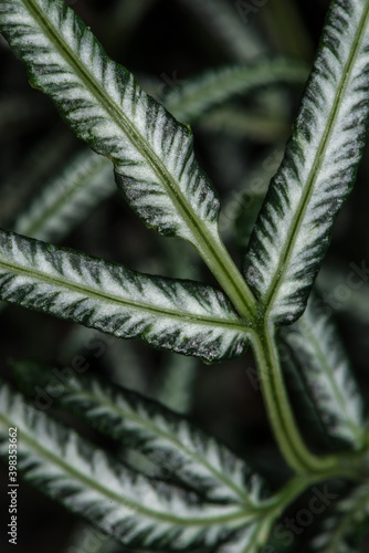 Leaves of the Silver Lace Fern, Sword Brake Fern, or also called Slender Brake Fern (Pteris ensiformis) photo