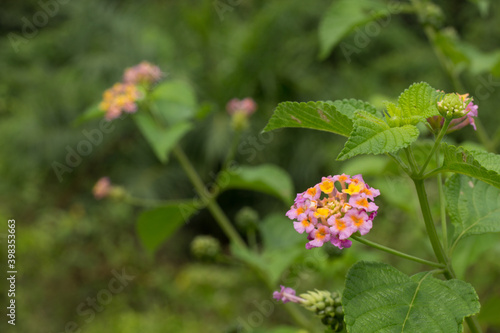 The Lantana Camara flower plant also known as Saliara, Tembelekan or Tahi Ayam is blooming in the wild. photo