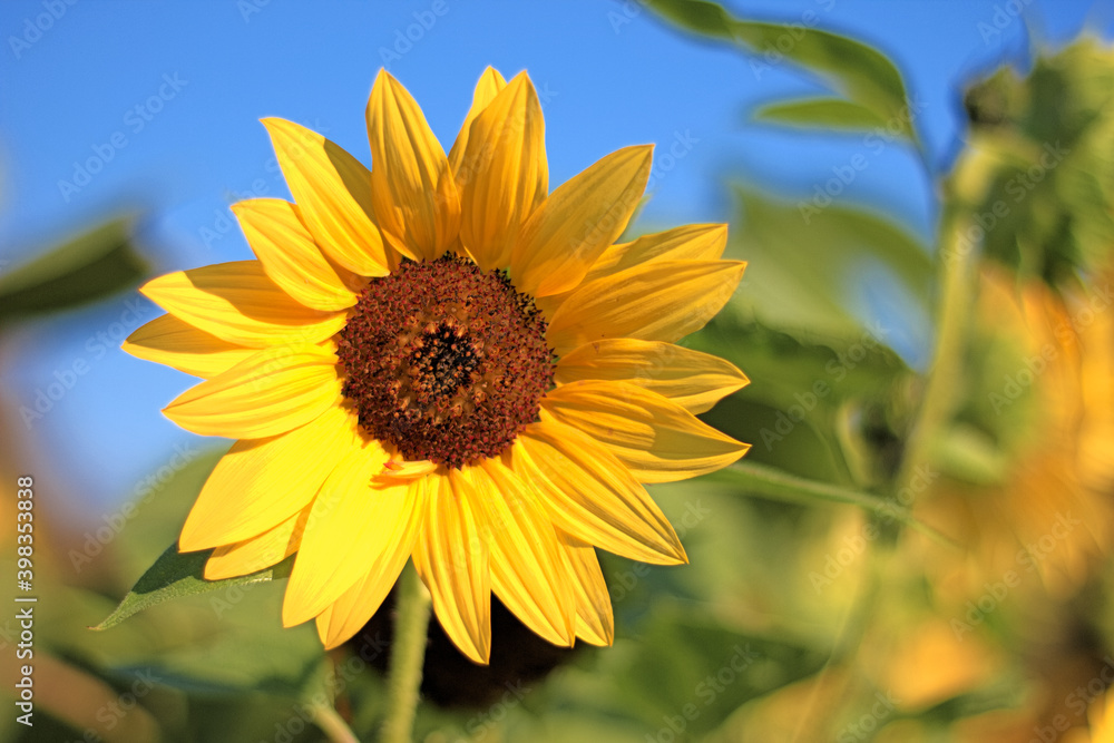 Sunflower - helianthus Sunflower - helianthus