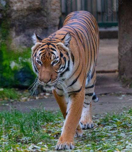 Fototapeta Naklejka Na Ścianę i Meble -  Tiger, Prague zoo