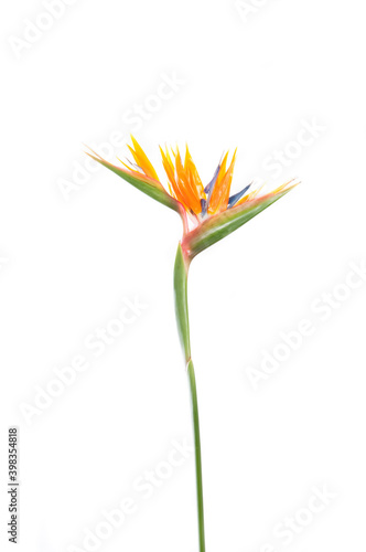 tropical plant strelitzia with colors