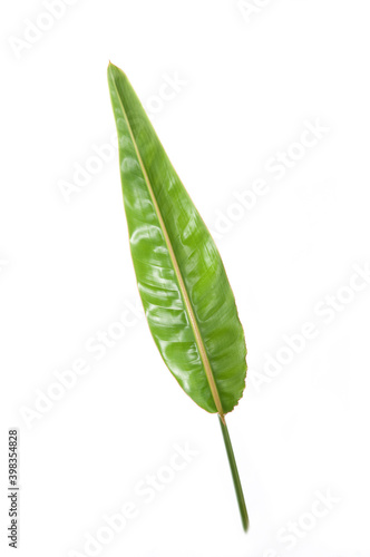 tropical strelitzia plant leaf green
