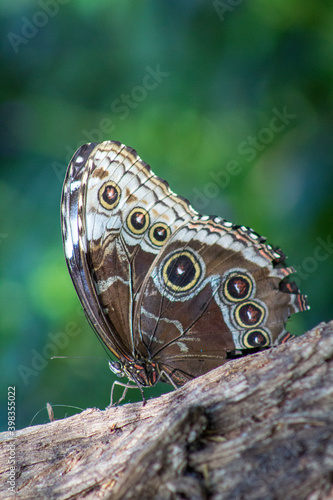 Butterfly close-up, rests on tree stump