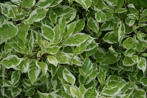 Wallpaper Mural green leaves background Torontodigital.ca