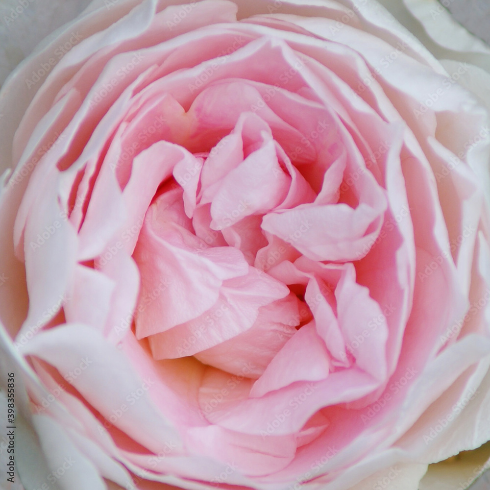 pink rose center petals